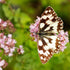 Wild Marjoram Oregano Seeds (Origanum vulgare)